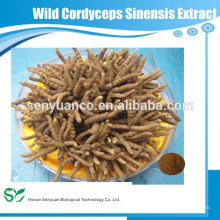 Wild Cordyceps Sinensis extracto en polvo con 40% de polisacáridos / 5: 1 10: 1 20: 1